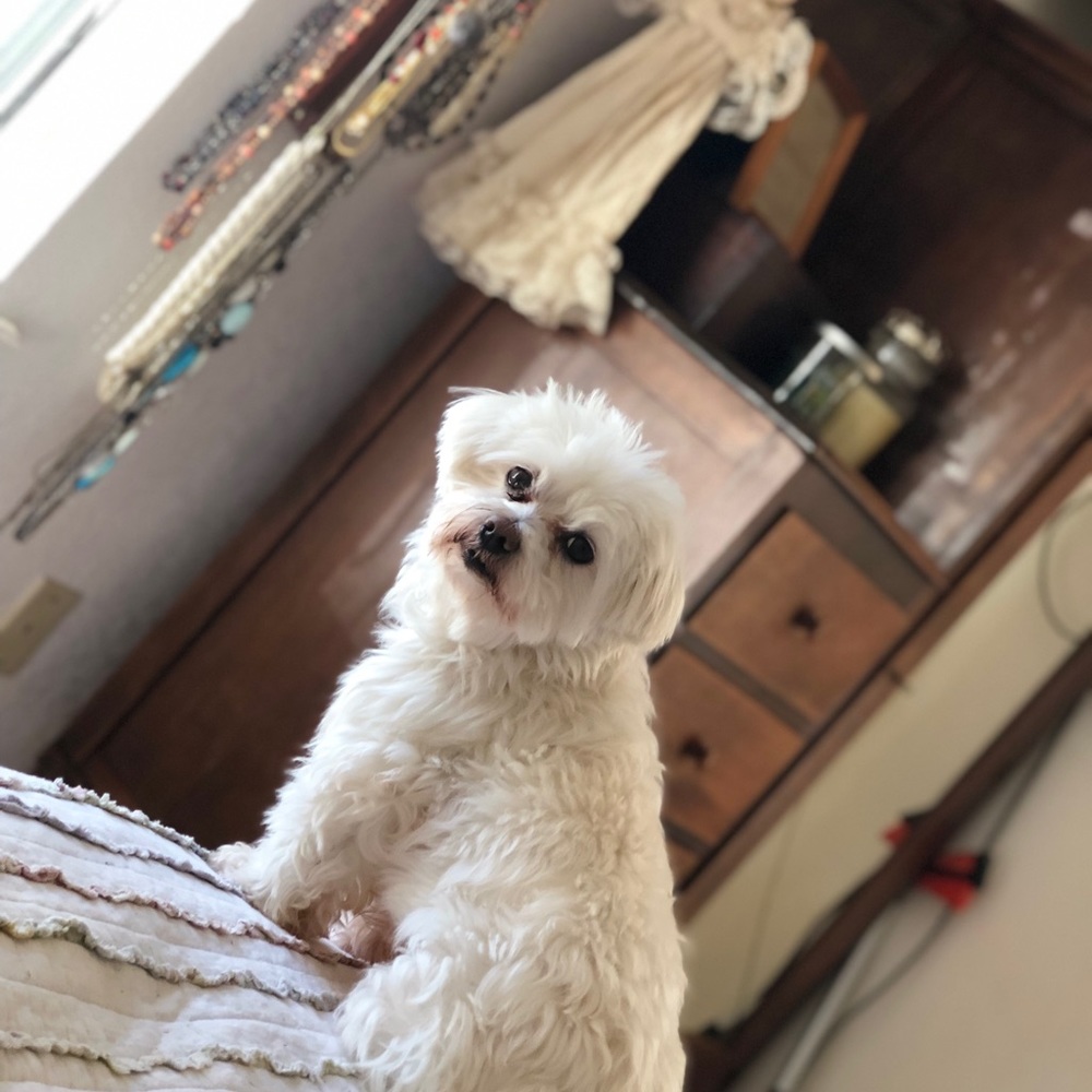 Meet your Posher, Betsy